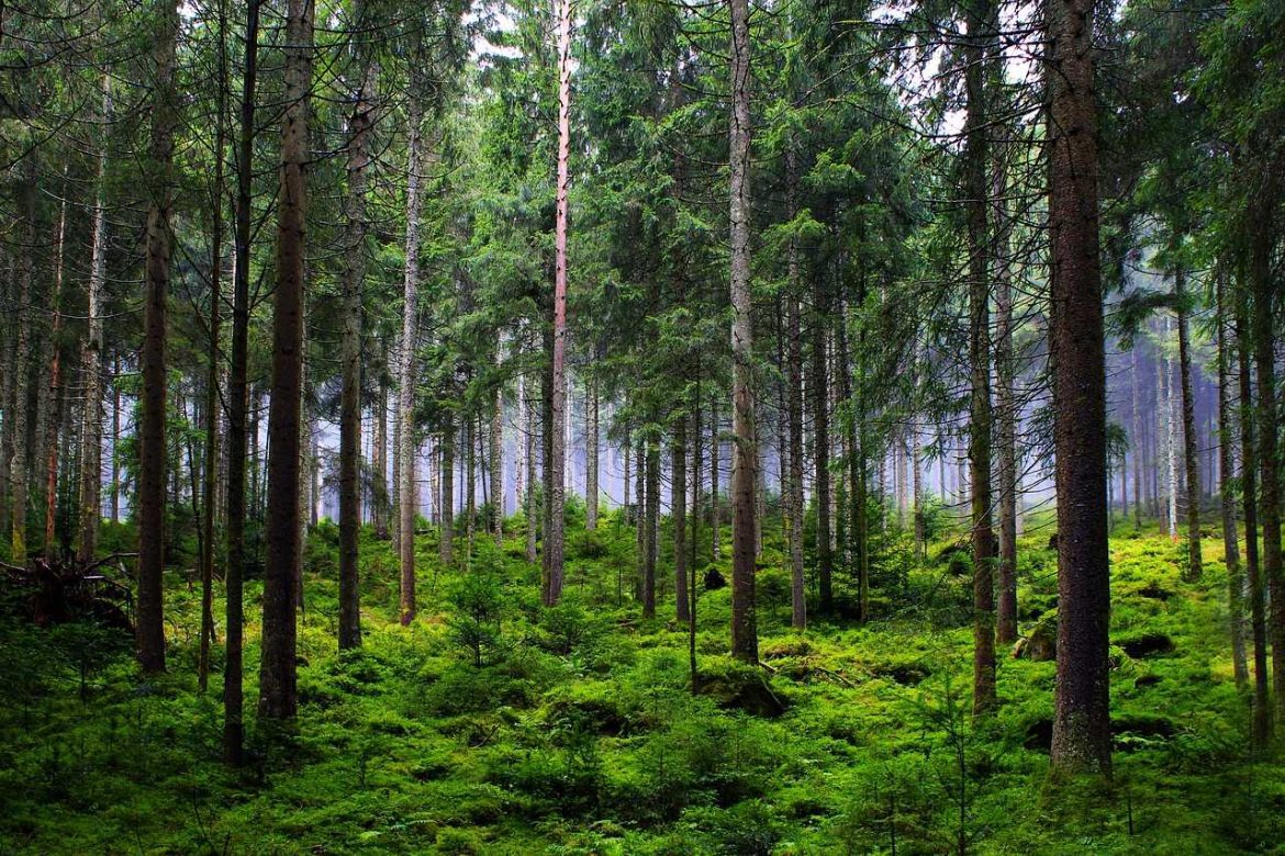 La Comunidad de Madrid invita a conocer el patrimonio cultural y natural de la Sierra Oeste madrileña