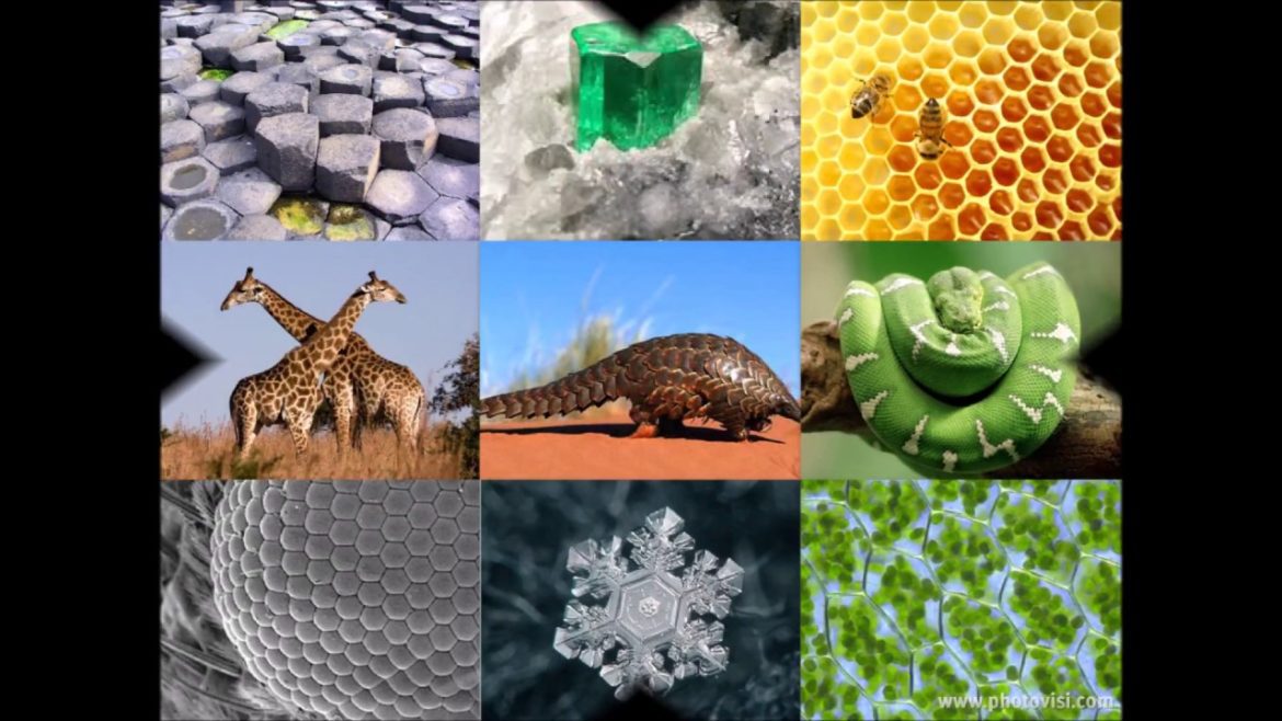 Arte-y-Geometria-Explorando-Patrones-y-Formas-en-la-Creacion | CTB News