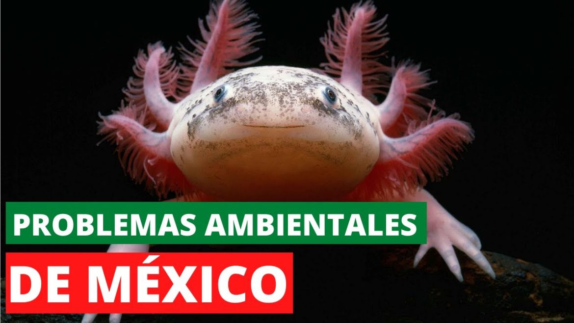 Plaga-de-ovejas-Consecuencias-ambientales-de-la-Conquista-de-Mexico | CTB News