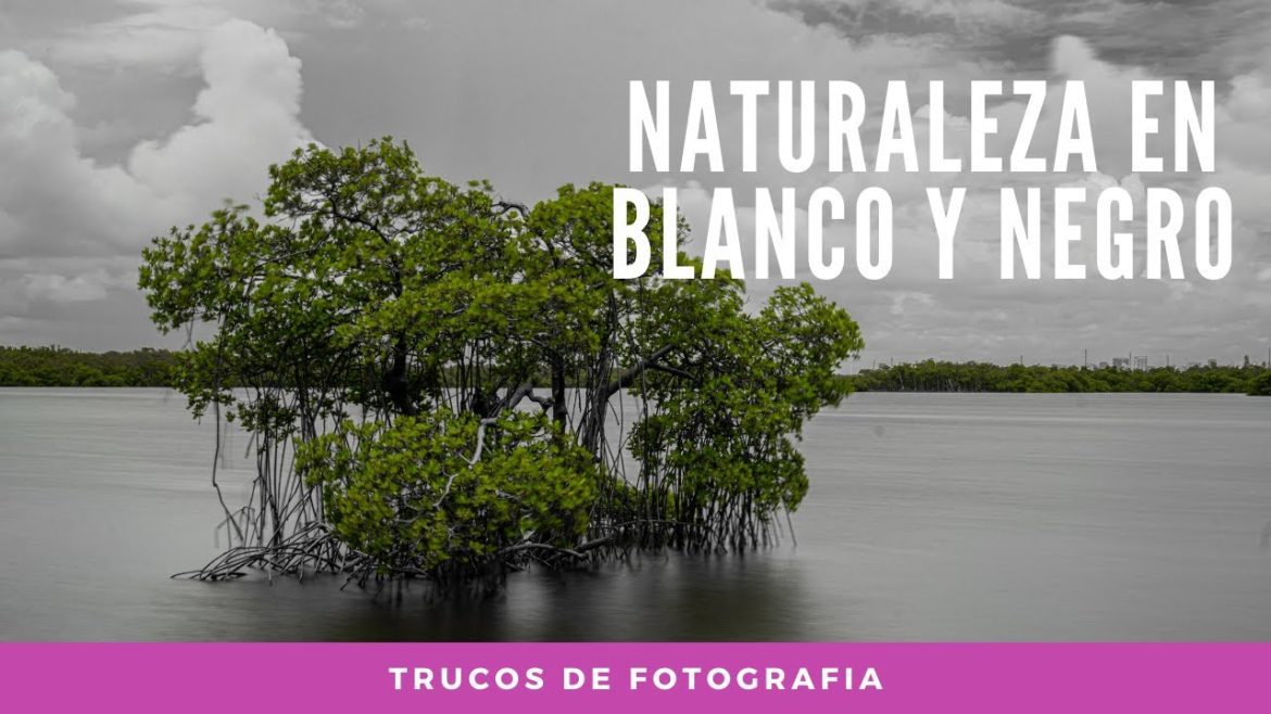 La Fotografía de Naturaleza en Blanco y Negro: Elegancia en la Simplicidad