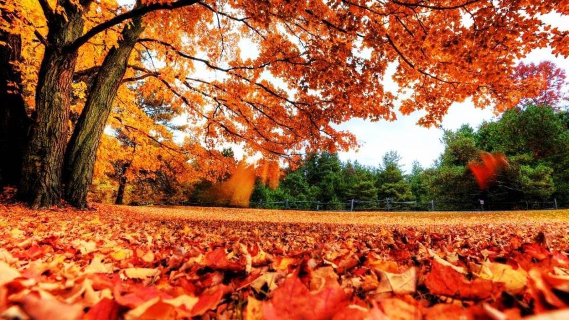 La-Fotografia-de-Naturaleza-en-Otono-Colores-que-Transforman-Paisajes | CTB News